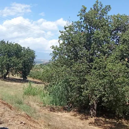 Di Emilia E Vincenzo * Roggiano Gravina